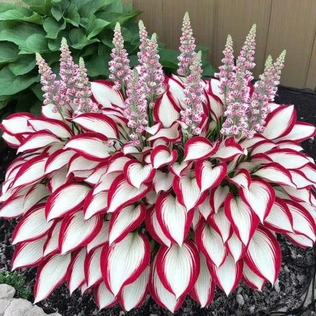 /698deeb429ab0c0009666e12/2026/03/13/product-img-69b3d39c6f906dd9e877a745.jpg